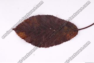 Photo Texture of Leaf 0084